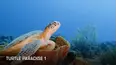 Turtle Paradise