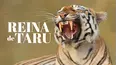 Reina de Taru