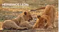 Hermanos leones: de cachorros a reyes