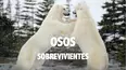 Osos: Los últimos sobrevivientes
