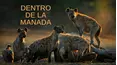 Dentro de la manada