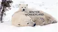 Winter Wonderland