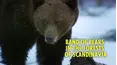 Band of Bears - In the Forests of Scandinavia
