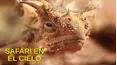 Safari en el cielo