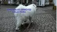Wanderlust Samoyed Collections