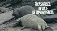 Focas grises. Un viaje de supervivencia