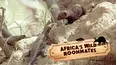 Africa's Wild Roommates