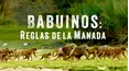 Babuinos: Reglas de la manada