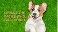Crusoe the Dachshund Collections