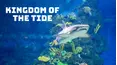 Kingdom of the Tide