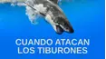 Cuando atacan los tiburones
