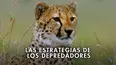 Las estrategias de los depredadores