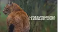 Lince euroasiática: La reina del norte