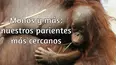 Monos y más: nuestros parientes más cercanos