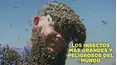 Los insectos más grandes y peligrosos del mundo