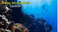 A Day on the Reef: Sipadan