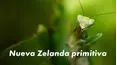 Nueva Zelanda primitiva