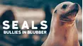Seals - Bullies in Blubber