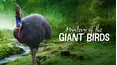 The Mystery of the Giant Birds