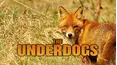 The Underdogs