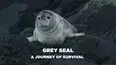 Grey Seal, A Journey of Survival