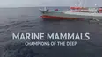 Marine Mammals: Champions of the Deep