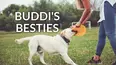Buddi's Besties
