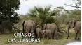 Crías de las llanuras