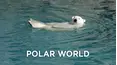 Polar World