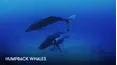 Humpback Whales
