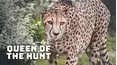 Queen Of The Hunt