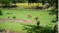 Circle Shorts: Riverbanks Zoo