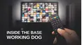 Inside The Base: Working Dog
