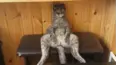 Animals Unscripted
