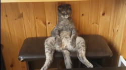 Caturday