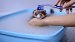 TPC That's My Pet | Ferret