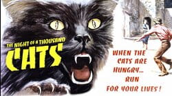 Night of 1000 Cats