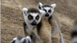 Madagascar: Lizards and Lemurs