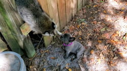 Best Pets of the Month | Ep. 3.12