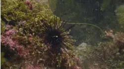Rebirth of an Underwater Forest