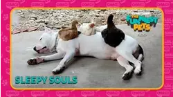 Countdown: The Funniest Pets | Sleepy Souls