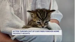Kitten dumped in Prospect Heights finds its forever home