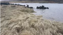 The Young Earth Of The Reykjanes Peninsula