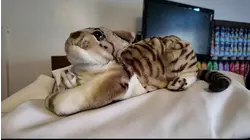 Bronx students engineer bodega-themed escape room