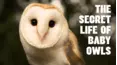 Secret Life of Baby Owls