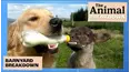 The Animal Breakdown