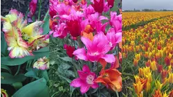 Made in Connecticut: Colorblends