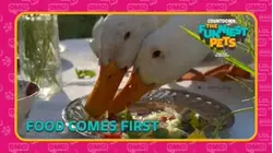 Countdown: The Funniest Pets | Food Comes First