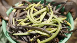 Why Big Brands Are Turning To Vanilla From Uganda