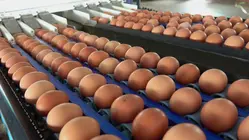 Nearly 20 Million Eggs Recalled Due to Salmonella Risk